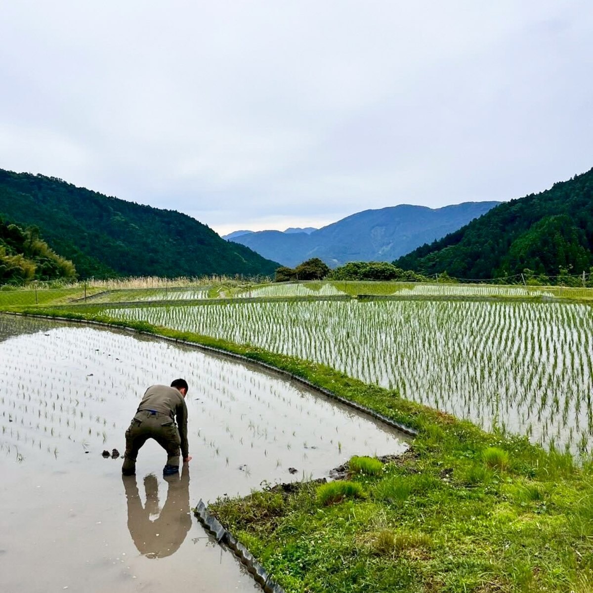 上勝町の棚田での田植え