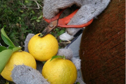 image: Fruit Harvesting